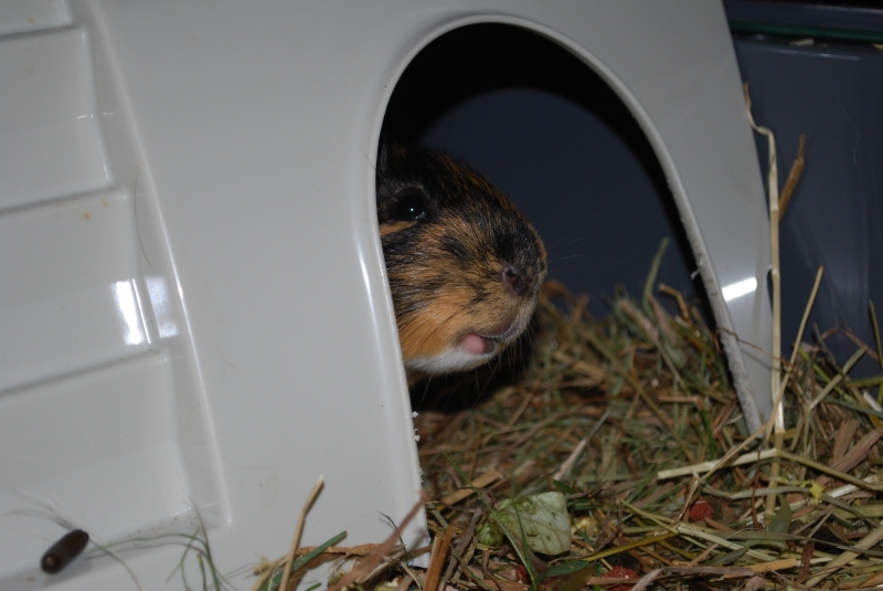 Gizmo
Keywords: Guinea Pig Nikon Animal