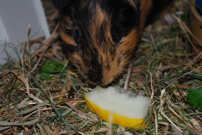 Gizmo
Keywords: Guinea Pig Nikon Animal