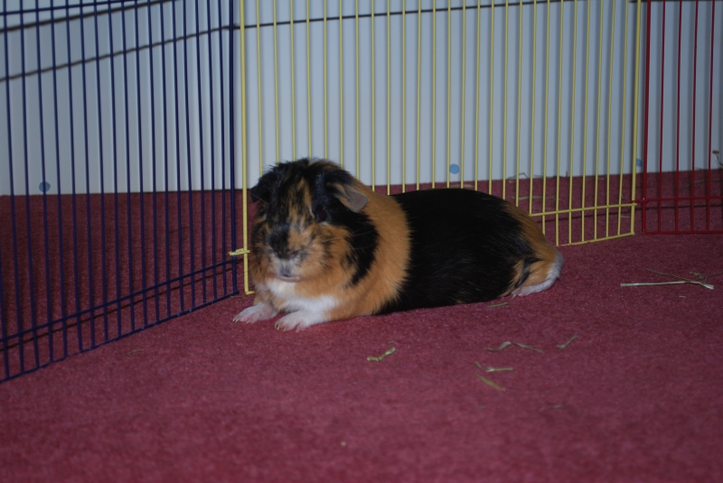 Gizmo
Keywords: Guinea Pig Nikon Animal