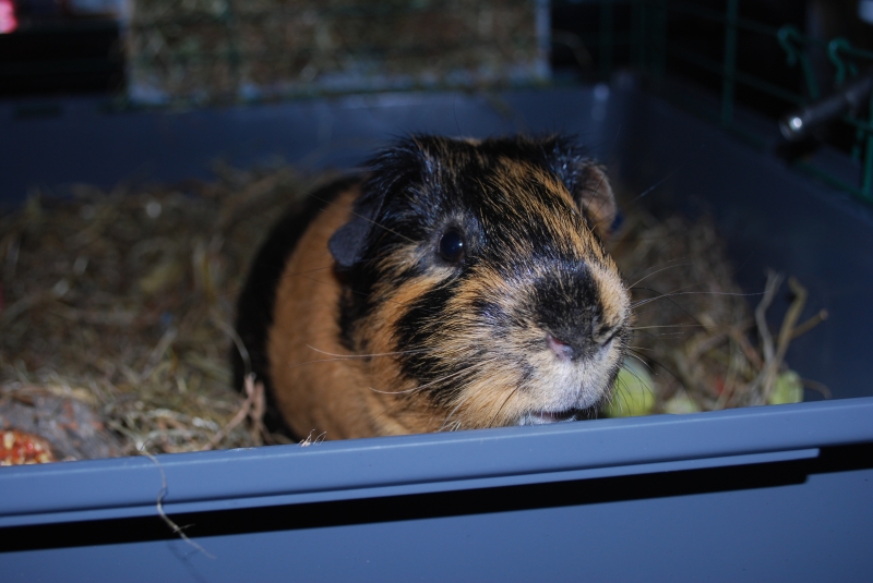 Gizmo
Keywords: Guinea Pig Nikon Animal