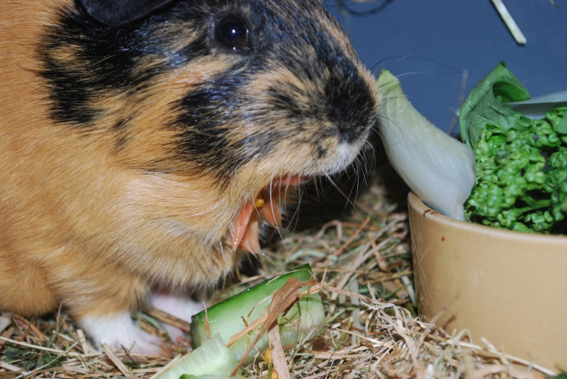 Gizmo
Tomato, yum!
Keywords: Guinea Pig Nikon Animal