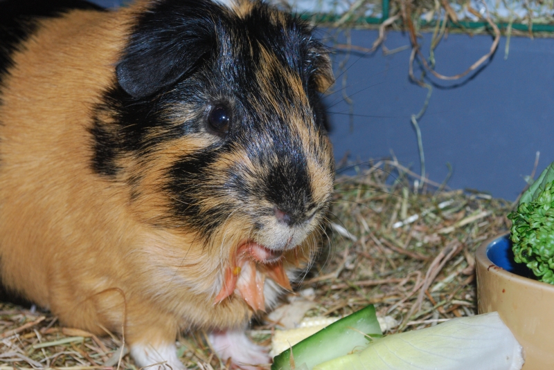 Gizmo
Tomato, yum!
Keywords: Guinea Pig Nikon Animal