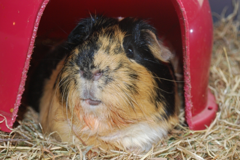 Gizmo
Keywords: Guinea Pig Nikon Animal