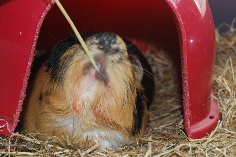 Gizmo
Keywords: Guinea Pig Nikon Animal