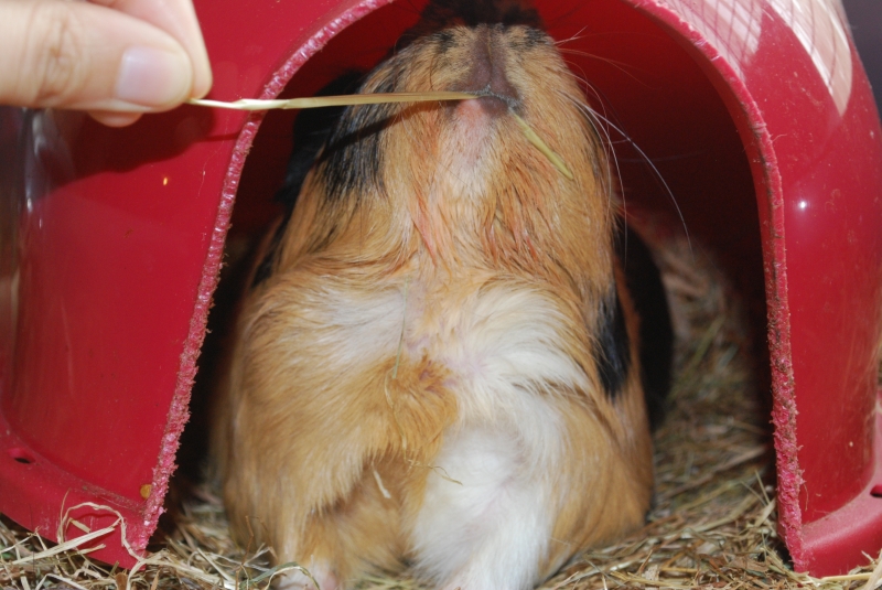 Gizmo
My piece of hay!  Tomato stained piggy
Keywords: Guinea Pig Nikon Animal