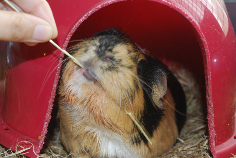 Gizmo
Keywords: Guinea Pig Nikon Animal