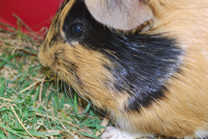 Gizmo
Keywords: Guinea Pig Nikon Animal