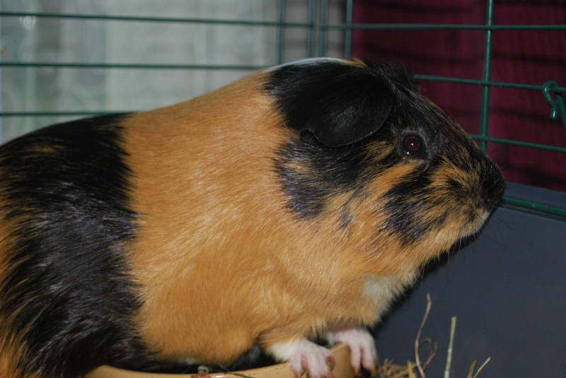 Gizmo
Keywords: Guinea Pig Nikon Animal