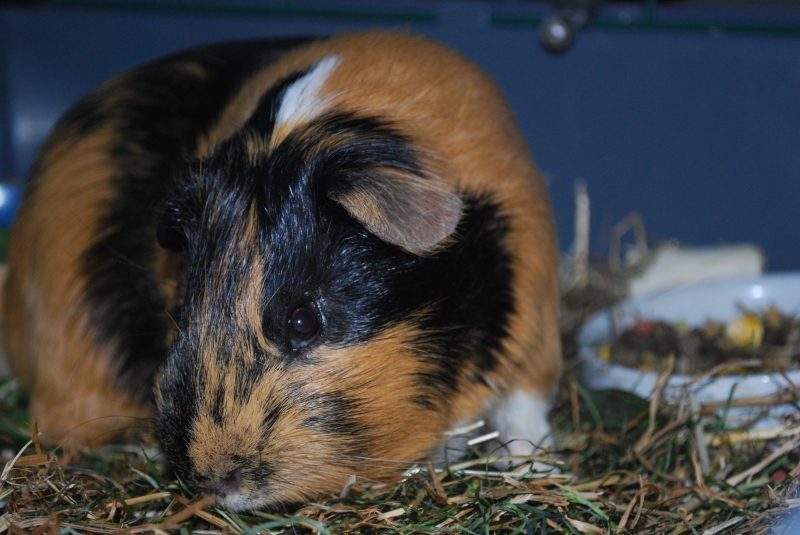 Gizmo
Keywords: Guinea Pig Nikon Animal