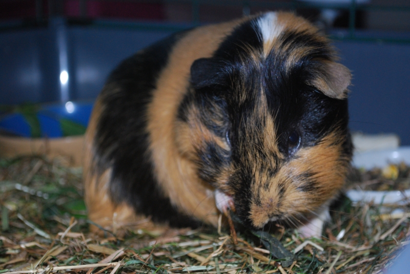 Gizmo
Having a clean
Keywords: Guinea Pig Nikon Animal