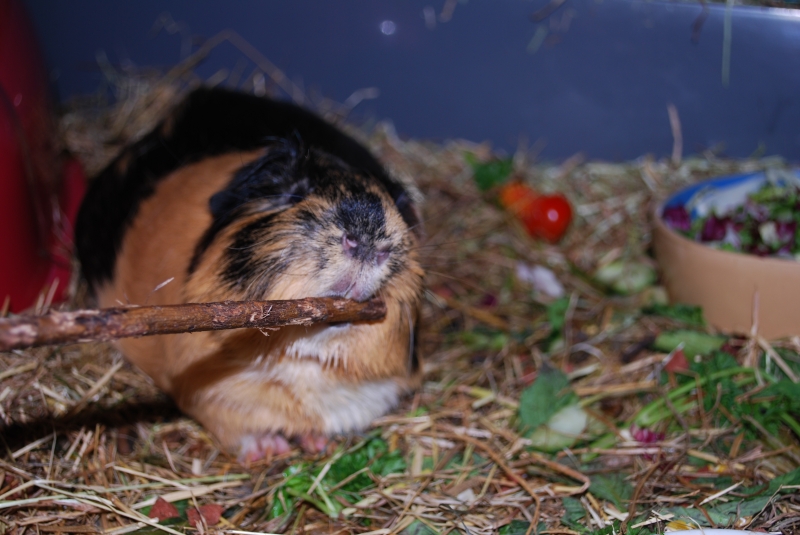 Gizmo
Can I eat this?
Keywords: Guinea Pig Nikon Animal