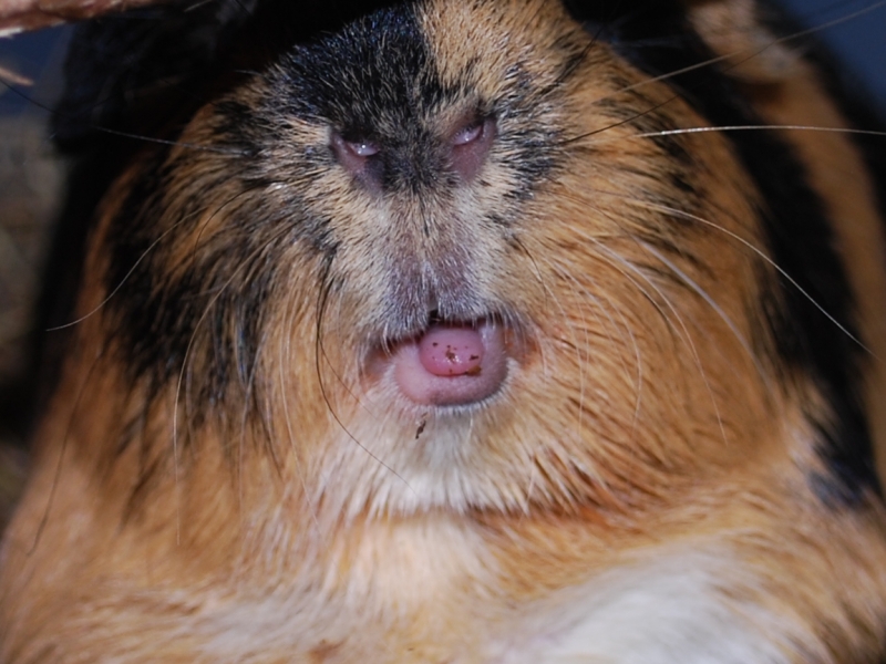 Gizmo
TOUNGE!
Keywords: Guinea Pig Tounge Nikon Animal