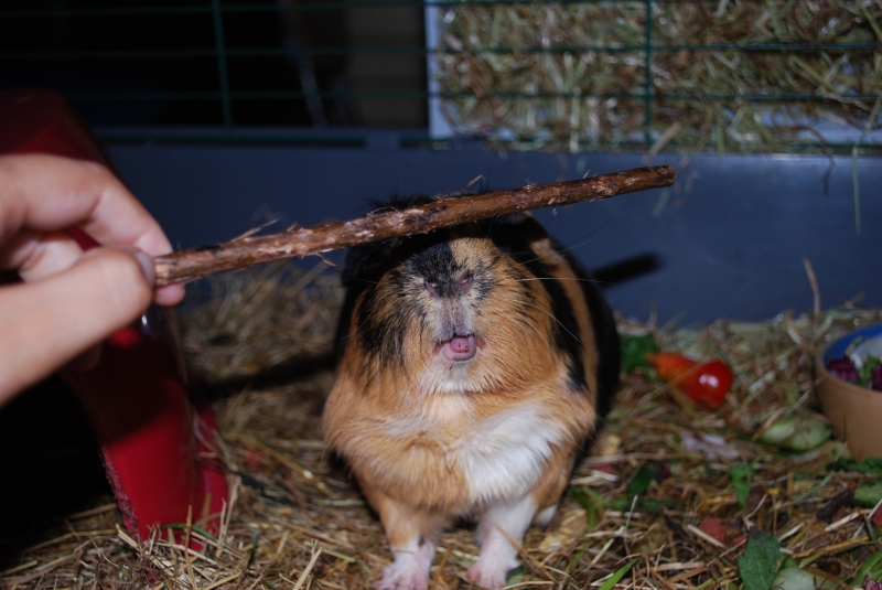 Gizmo
Keywords: Guinea Pig Nikon Animal