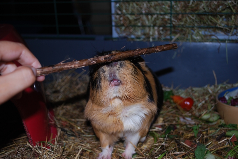 Gizmo
Keywords: Guinea Pig Animal Nikon