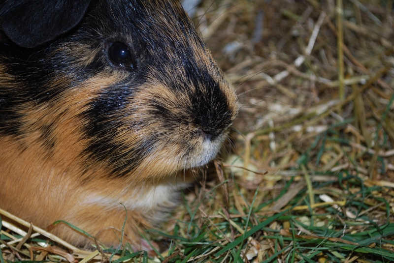 Gizmo
Keywords: Guinea Pig Nikon Animal