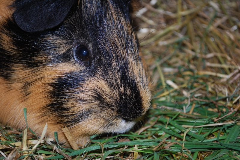 Gizmo
Keywords: Guinea Pig Nikon Animal