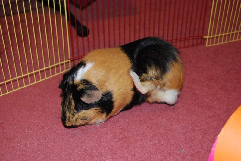 Gizmo
Scratching
Keywords: Guinea Pig Nikon Animal