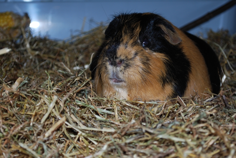 Gizmo
Keywords: Guinea Pig Nikon Animal