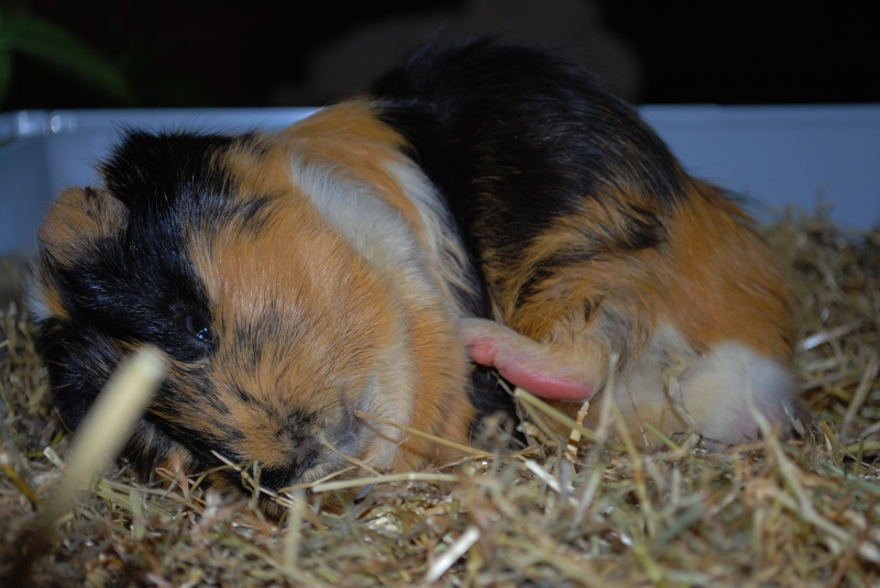 Gizmo
Falling over scratching 
Keywords: Guinea Pig Nikon Animal