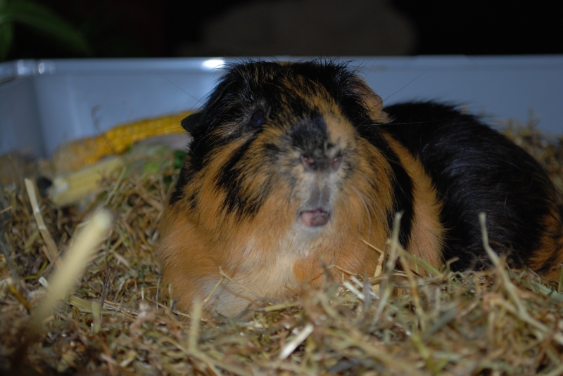 Gizmo
What was that?
Keywords: Guinea Pig Nikon Animal