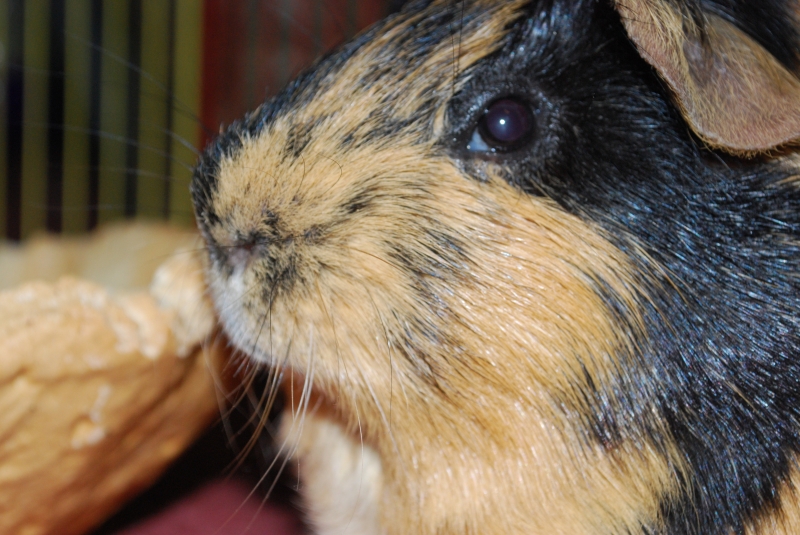 Gizmo
Keywords: Guinea Pig Nikon Animal