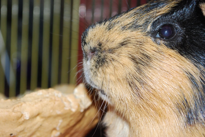 Gizmo
Keywords: Guinea Pig Animal Nikon