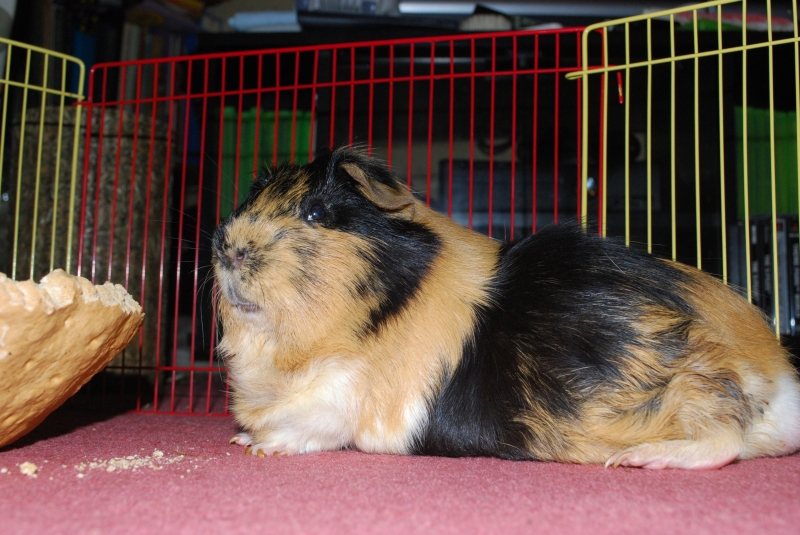 Gizmo
Keywords: Guinea Pig Nikon Animal