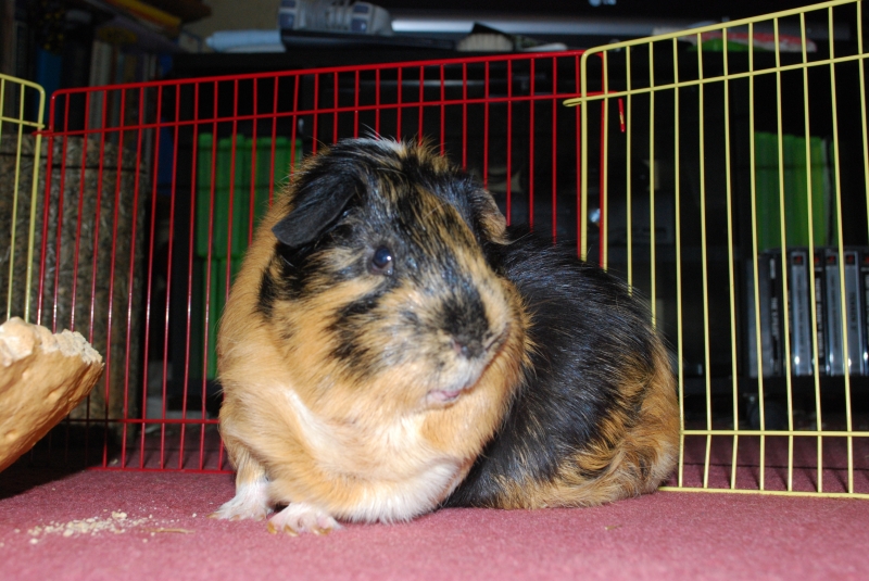 Gizmo
Keywords: Guinea Pig Nikon Animal