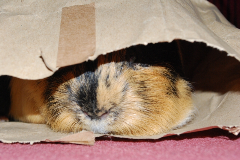 Gizmo
If I can't see you, you can't see me
Keywords: Guinea Pig Nikon Animal