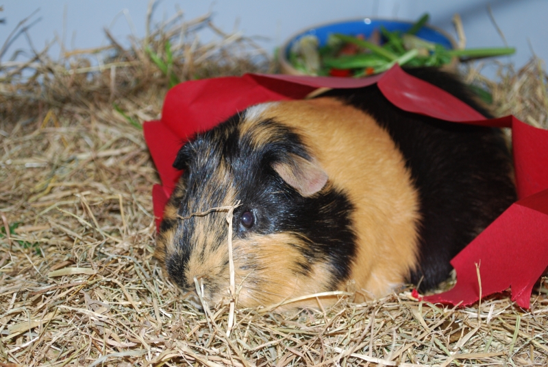 Gizmo
Keywords: Guinea Pig Nikon Animal