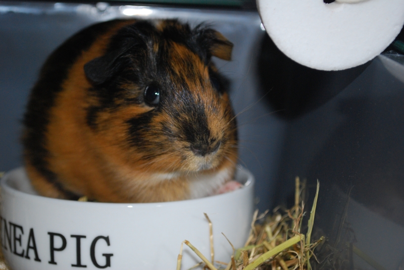 Gizmo
If I fits, I sits
Keywords: Guinea Pig Nikon Animal