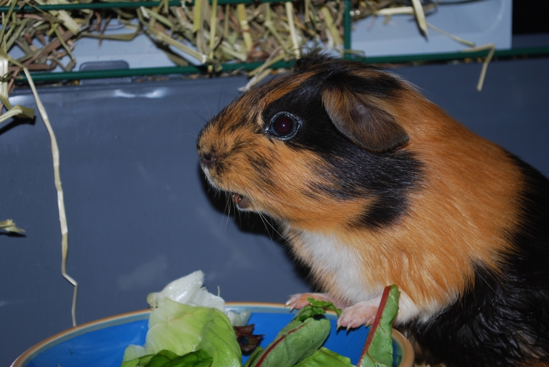 Gizmo
Keywords: Guinea Pig Nikon Animal