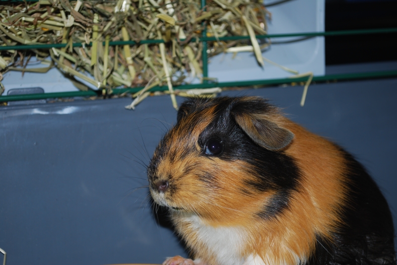 Gizmo
Keywords: Guinea Pig Nikon Animal