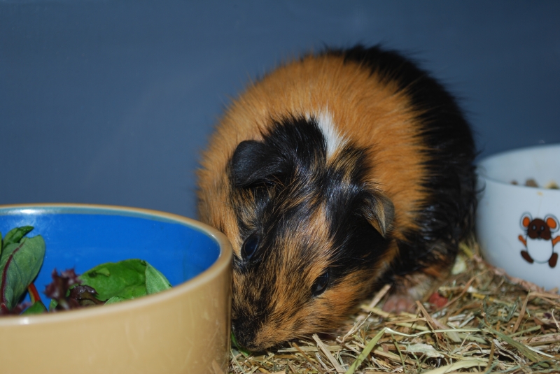 Gizmo
Keywords: Guinea Pig Nikon Animal