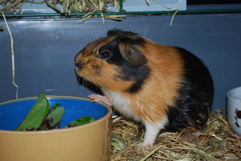 Gizmo
Keywords: Guinea Pig Nikon Animal