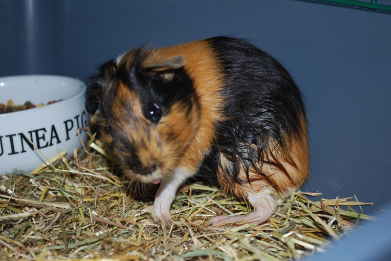 Gizmo
Tounge, cleaning
Keywords: Guinea Pig Tounge Nikon Animal