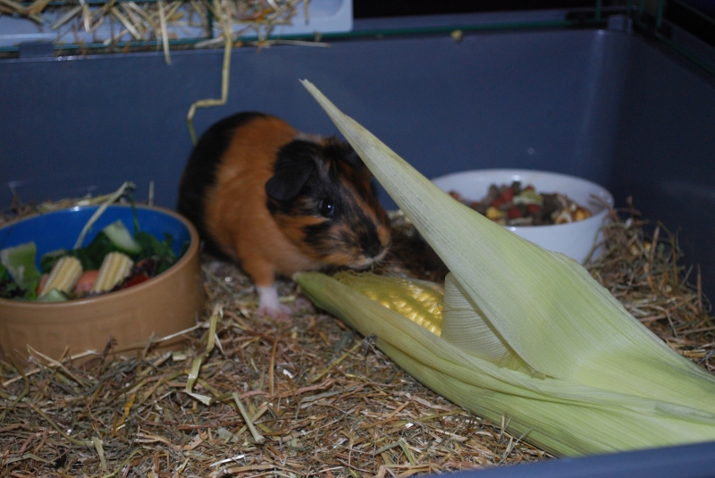 Gizmo
My food is bigger than me
Keywords: Guinea Pig Nikon Animal