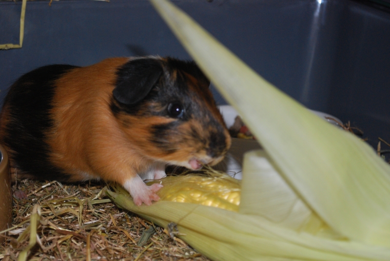 Gizmo
Keywords: Guinea Pig Nikon Animal