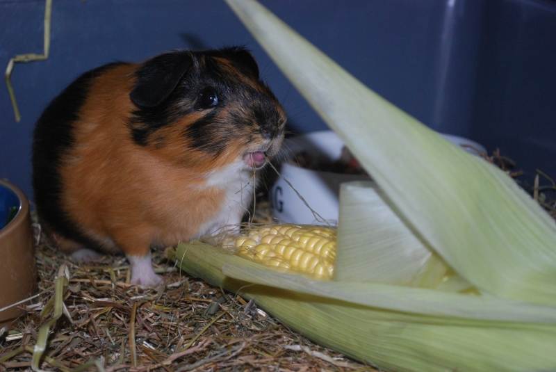 Gizmo
TOUNGE
Keywords: Guinea Pig Tounge Nikon Animal
