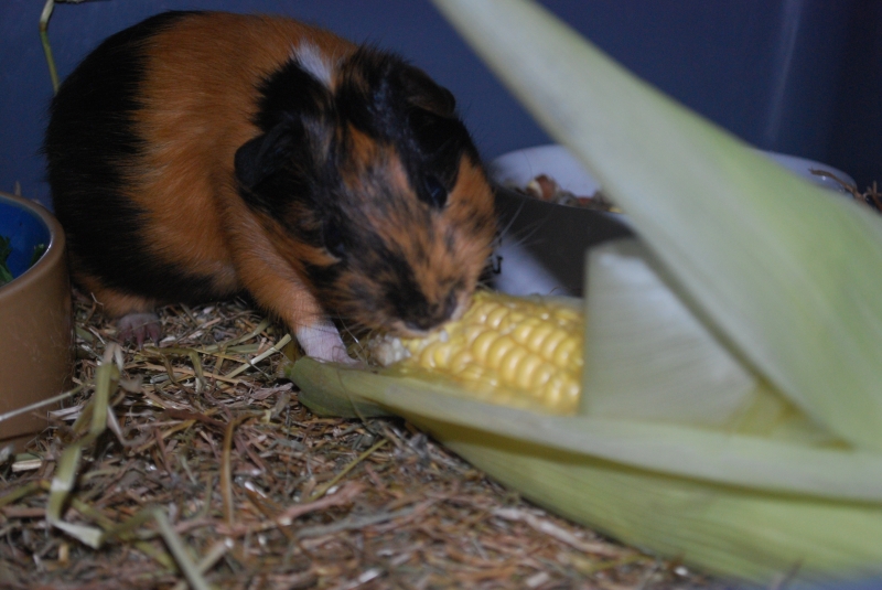 Gizmo
Keywords: Guinea Pig Nikon Animal