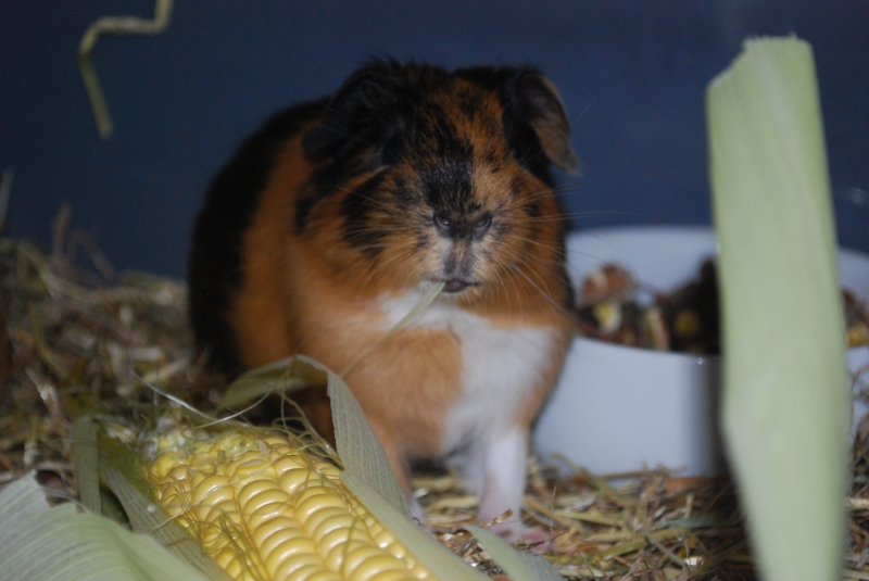 Gizmo
Keywords: Guinea Pig Nikon Animal