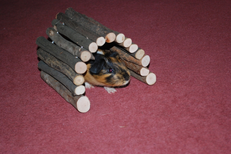 Gizmo
Keywords: Guinea Pig Nikon Animal