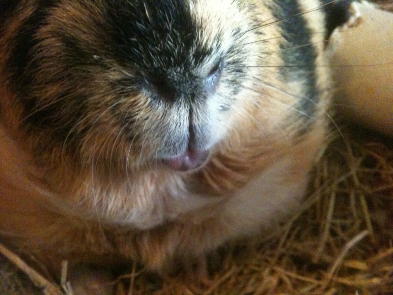 Gizmo
Keywords: Guinea Pig iPhone Animal