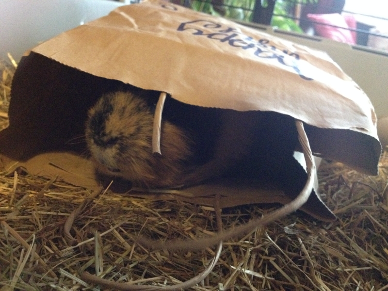Gizmo
The paper bag says 'Happy Inside', he was VERY happy :)
Keywords: Guinea Pig iPhone Animal