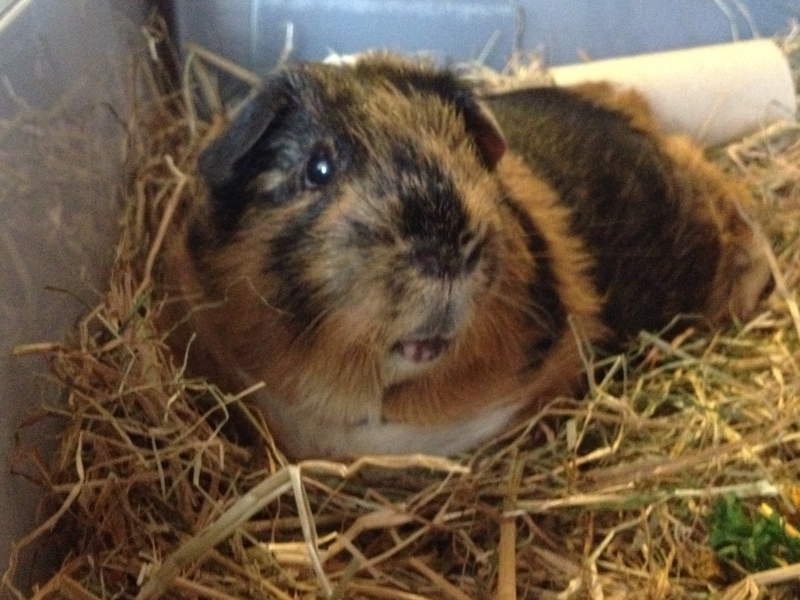 Gizmo
Keywords: Guinea Pig iPhone Animal