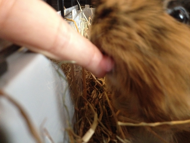 Gizmo
Clearest picture of him licking my finger
Keywords: Guinea Pig Animal iPhone