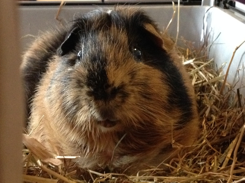 Gizmo
Keywords: Guinea Pig Animal iPhone