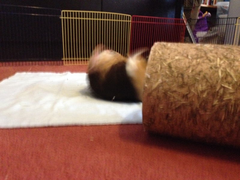 Gizmo
I fell over :(
Keywords: Guinea Pig Animal iPhone