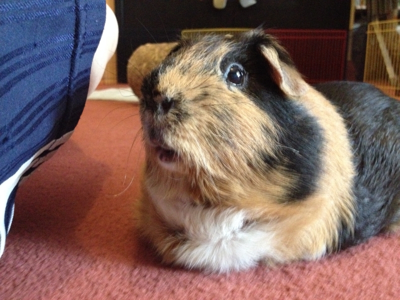 Gizmo
Keywords: Guinea Pig Animal iPhone