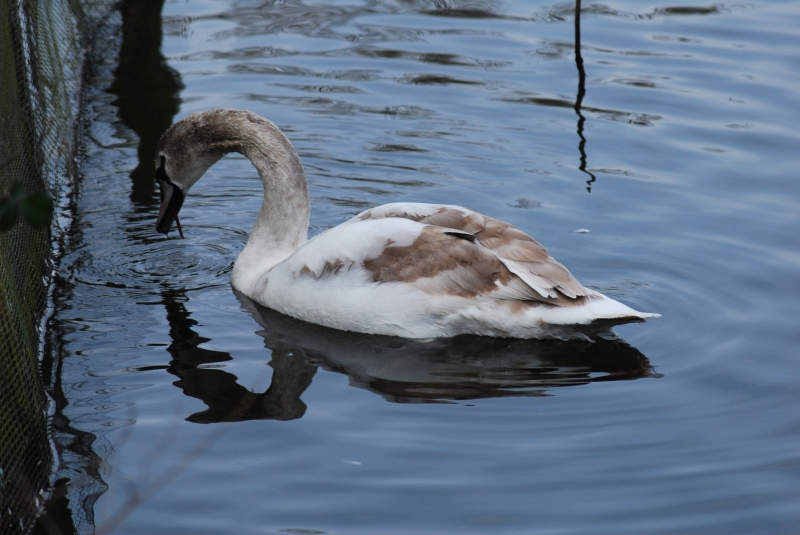 Swan
Keywords: Maiden Earleigh Lake Reading Animal Swan Bird Nikon